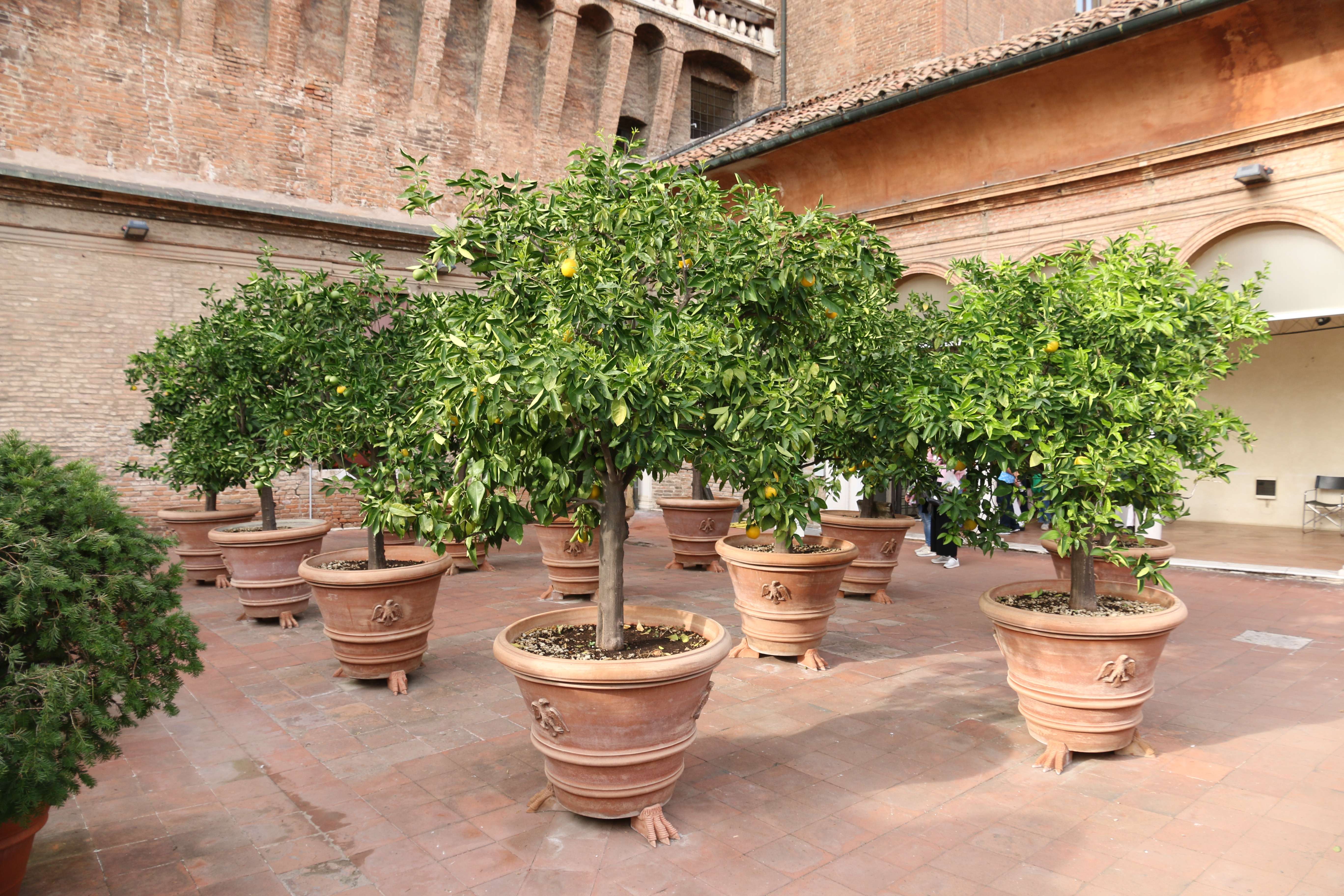Ferrara